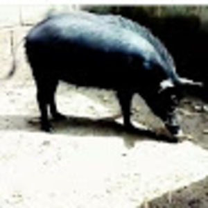 Meet your Posher, Richard